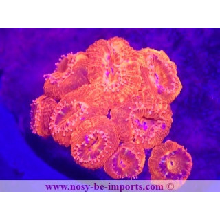Acanthastrea lordhowensis WYSIWYG 23112023-14
