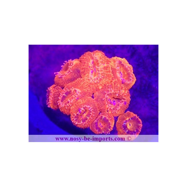 Acanthastrea lordhowensis WYSIWYG 23112023-14