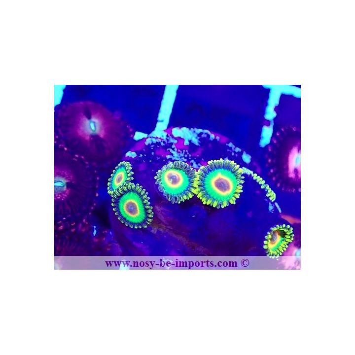 Zoanthus sp. WYSIWYG 23112023-15