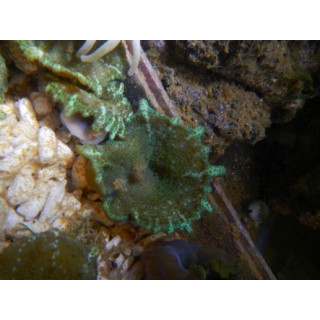 Discosoma carlgreni - coraux mous - aquarium sur mesure