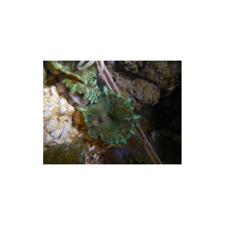 Discosoma carlgreni - coraux mous - aquarium sur mesure