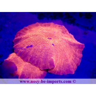 Actinodiscus sp. WYSIWYG 23112023-17