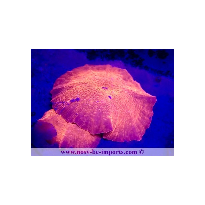 Actinodiscus sp. WYSIWYG 23112023-17
