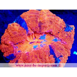 Acanthophyllia deshayesiana WYSIWYG 23112023-18