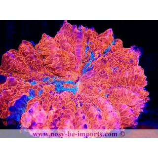 Acanthophyllia deshayesiana WYSIWYG 23112023-19