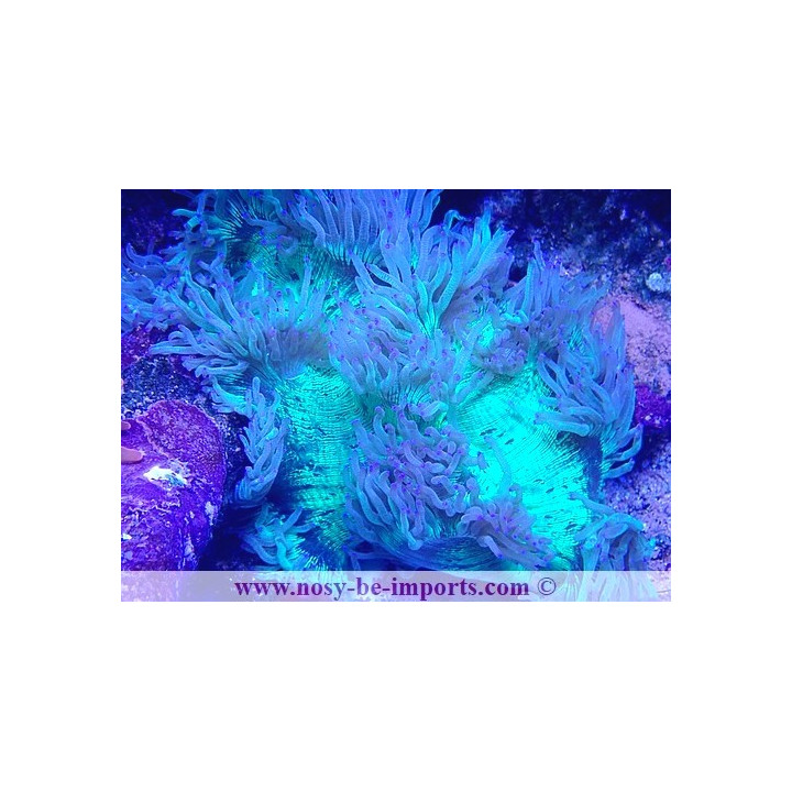 Catalaphyllia jardinei WYSIWYG 23112023-21