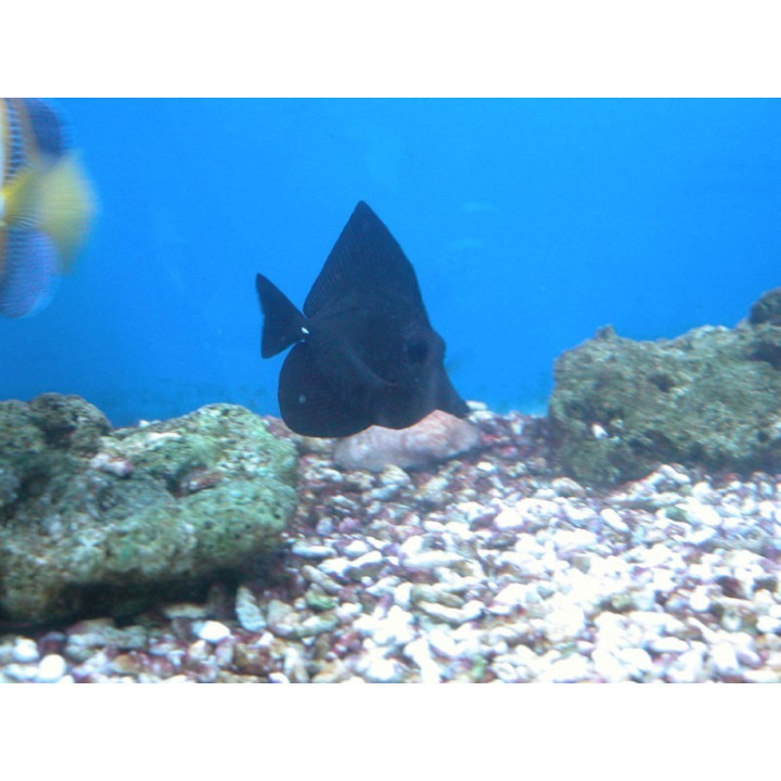 Zebrasoma rostratum