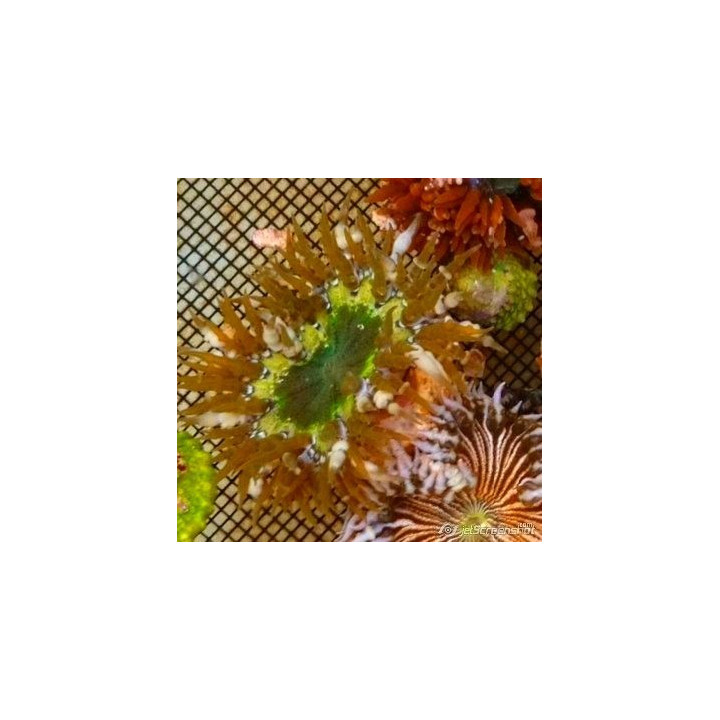 Epicystis crucifer - anémone de sable - coraux colorés - aquarium sur mesures