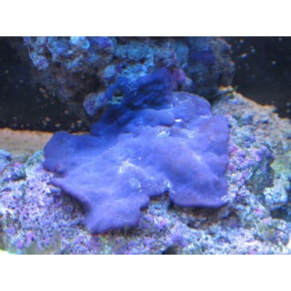 Collospongia auris
