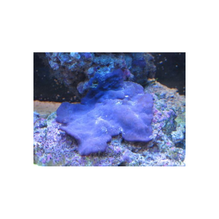 Collospongia auris