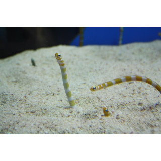 Gorgasia preclara