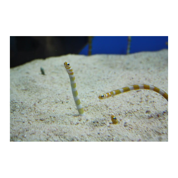 Gorgasia preclara