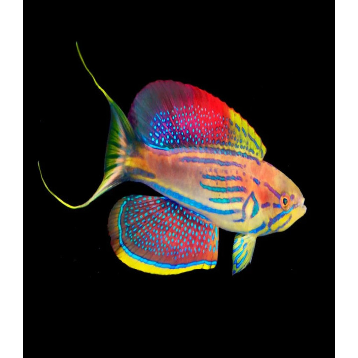 Paracheilinus hemitaeniatus