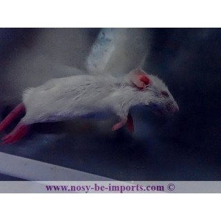 Souris congelées 59 grammes