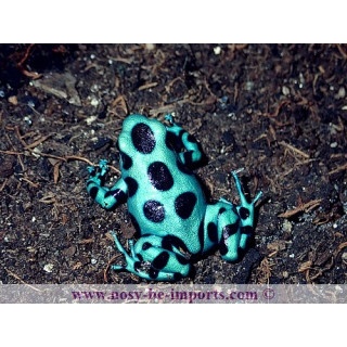 Dendrobates auratus microspot