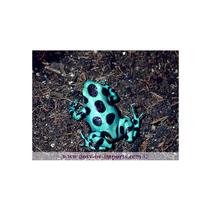 Dendrobates auratus microspot