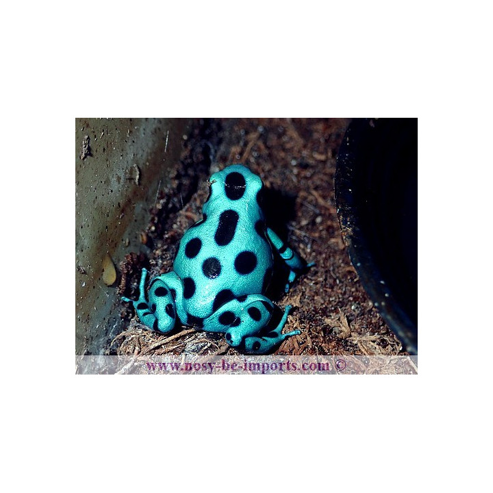 Dendrobates auratus microspot