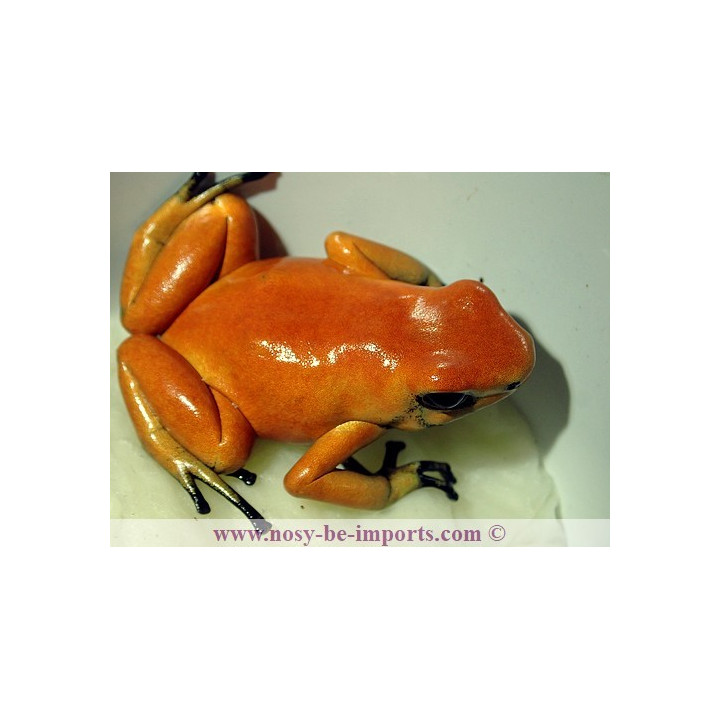 Adelphobates galactonotus Solid Orange