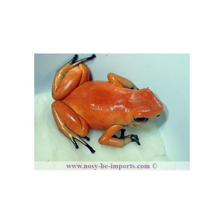Adelphobates galactonotus Solid Orange