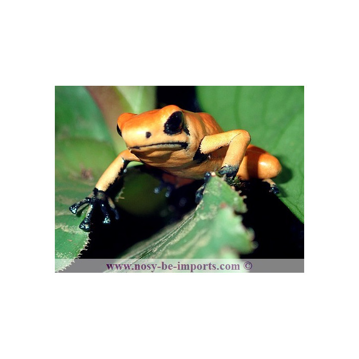 Adelphobates galactonotus Solid Orange