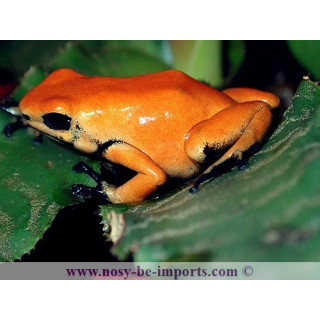 Adelphobates galactonotus Solid Orange