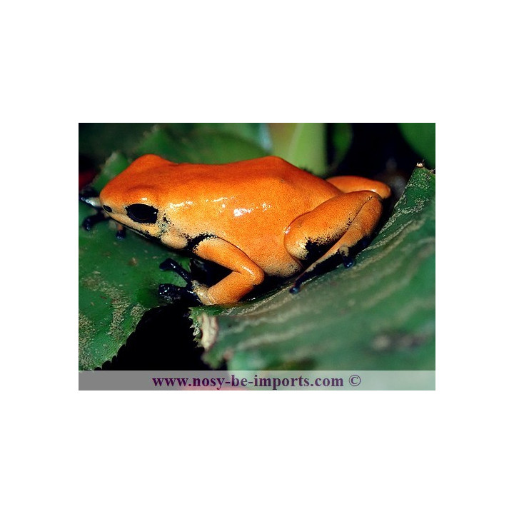 Adelphobates galactonotus Solid Orange