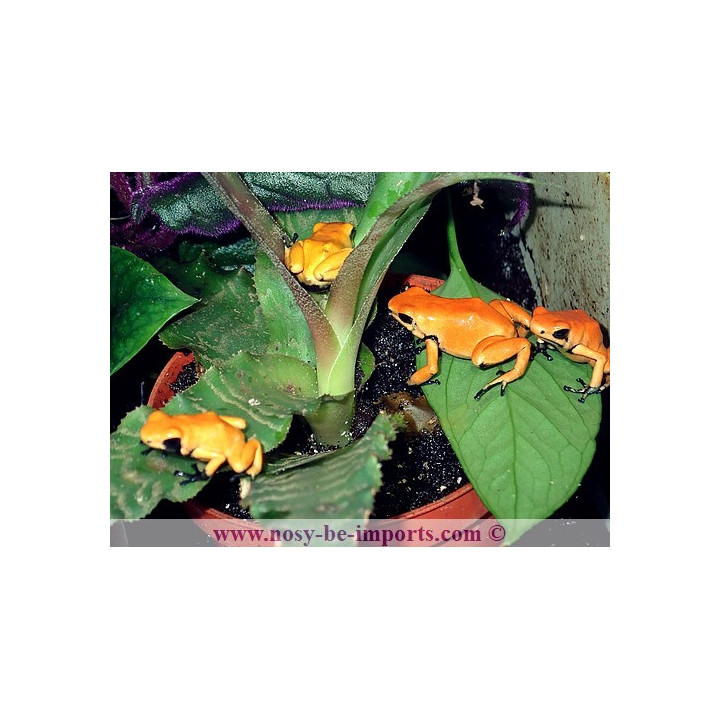 Adelphobates galactonotus Solid Orange