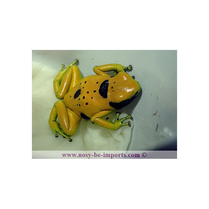Dendrobates leucomelas Bolivar Gold