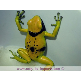 Dendrobates leucomelas Bolivar Gold