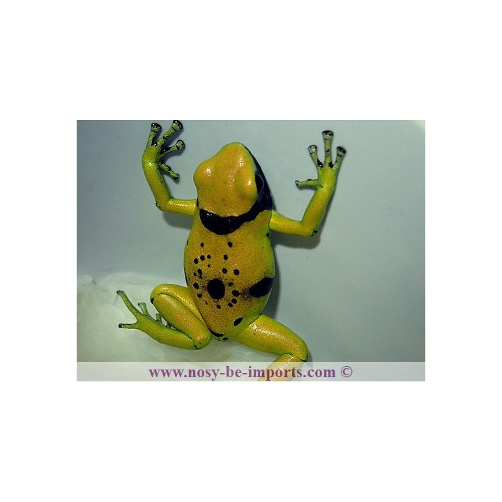 Dendrobates leucomelas Bolivar Gold