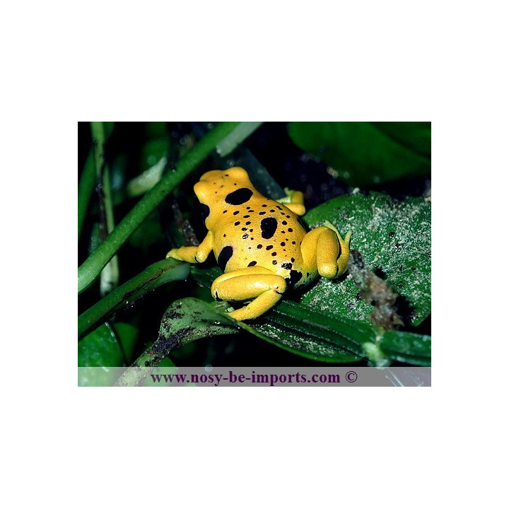 Dendrobates leucomelas Bolivar Gold