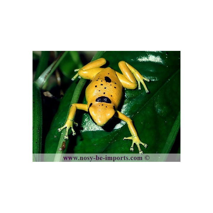 Dendrobates leucomelas Bolivar Gold