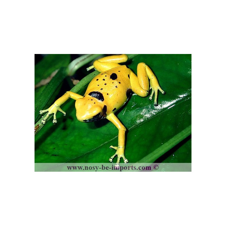 Dendrobates leucomelas Bolivar Gold