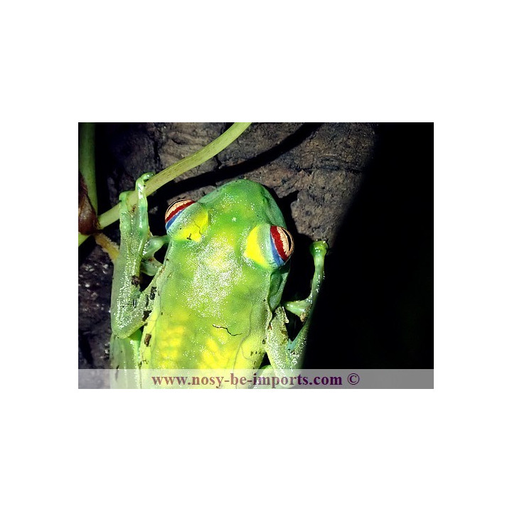 Boophis luteus