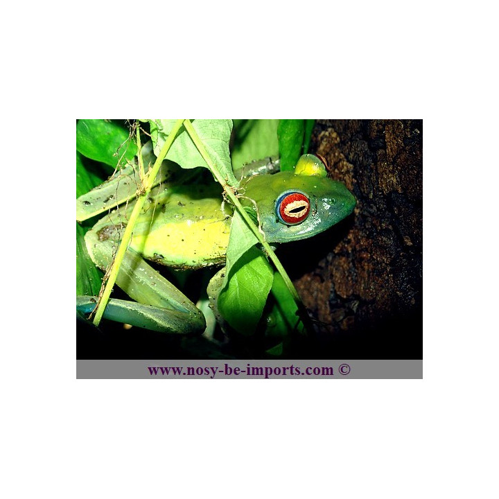 Boophis luteus