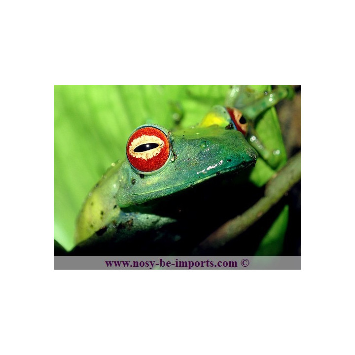 Boophis luteus