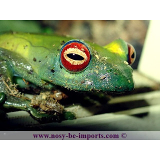Boophis luteus