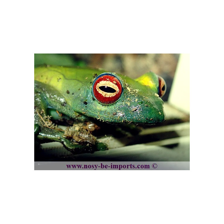Boophis luteus