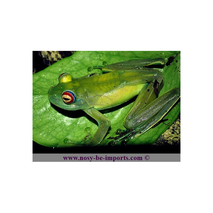 Boophis luteus