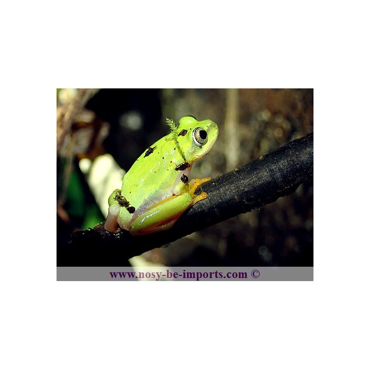 Heterixalus luteostriatus