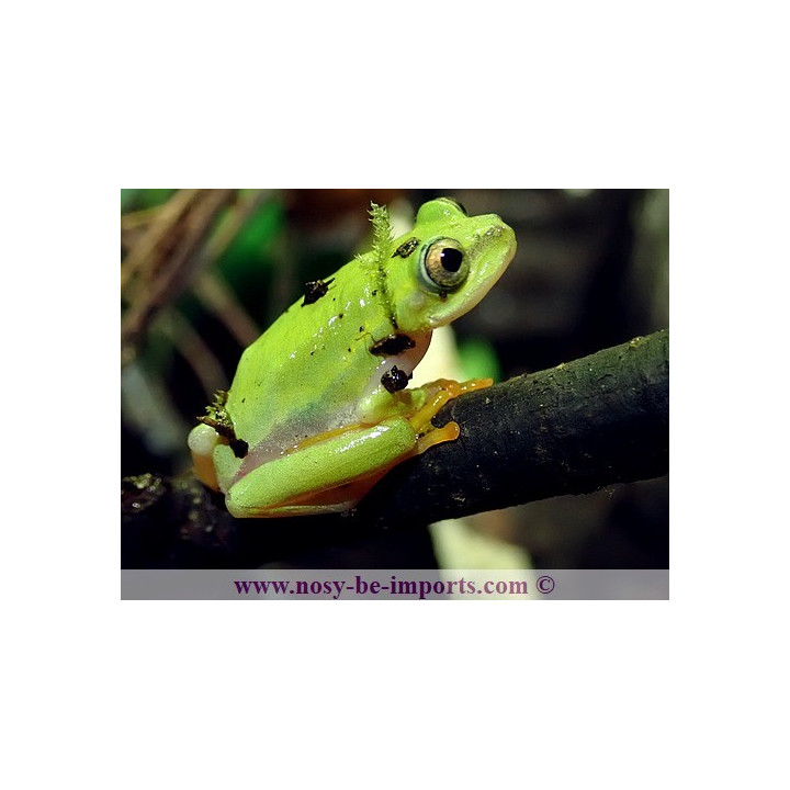 Heterixalus luteostriatus
