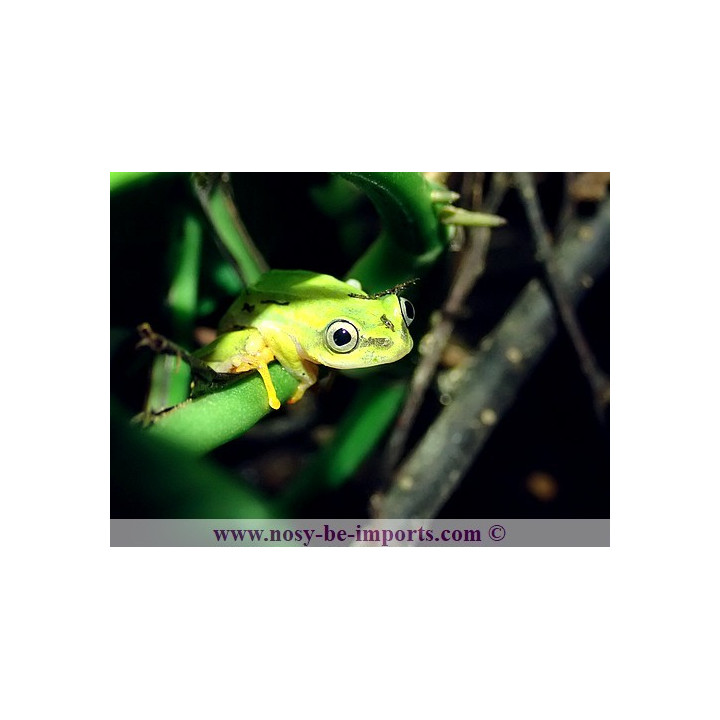 Heterixalus luteostriatus