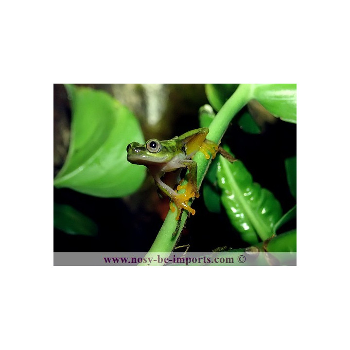 Heterixalus luteostriatus