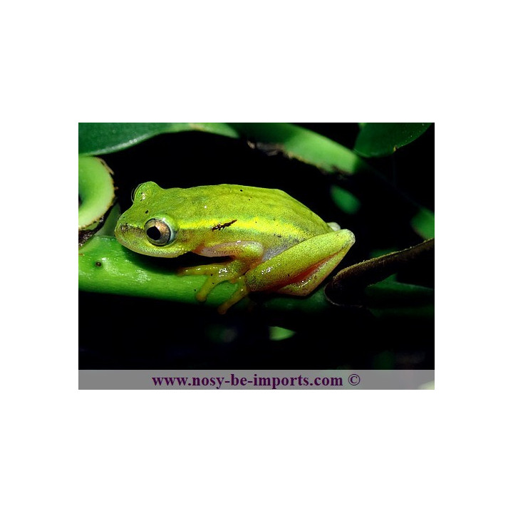 Heterixalus luteostriatus
