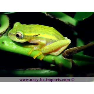 Heterixalus luteostriatus