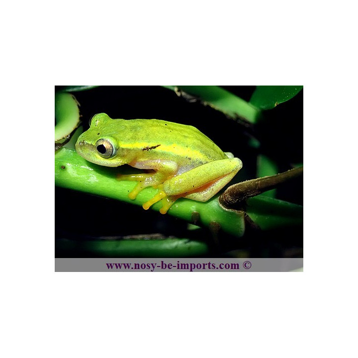 Heterixalus luteostriatus