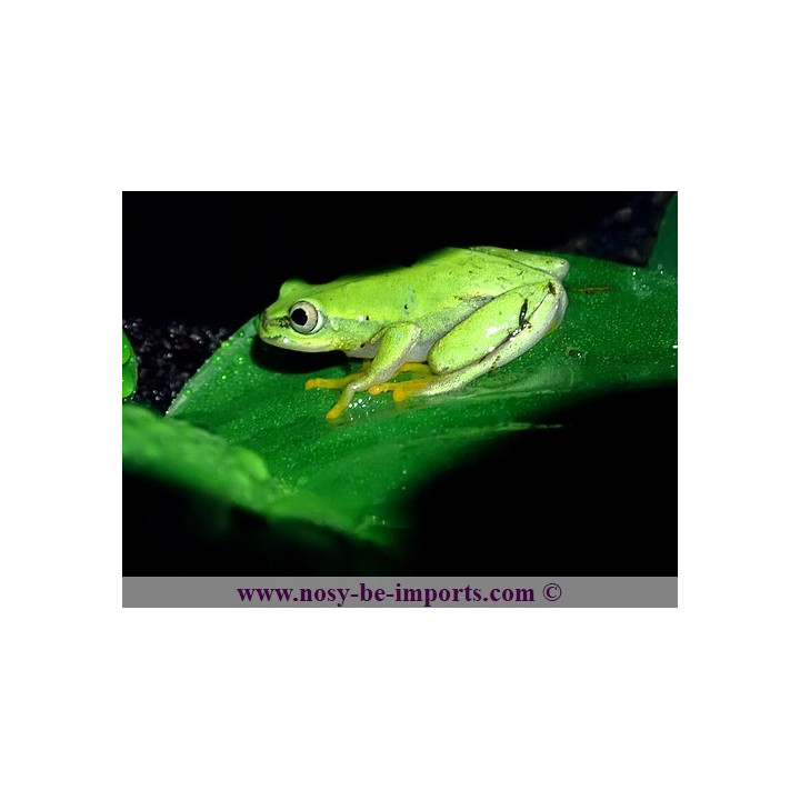 Heterixalus luteostriatus