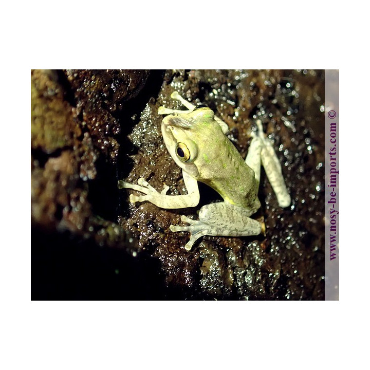 Heterixalus luteostriatus