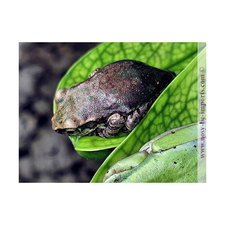  Boophis tephraeomystax