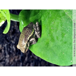  Boophis tephraeomystax
